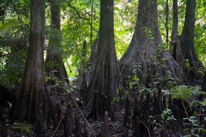 Cypress-Lakes-Preserve-2-690x458