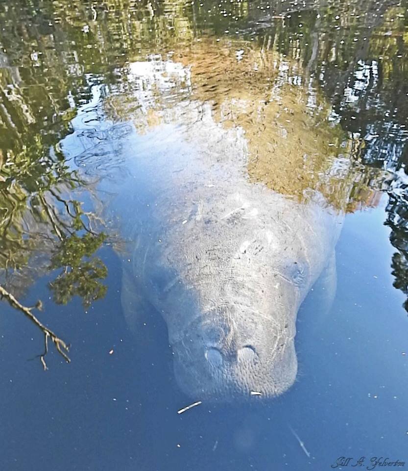 manatee-jill-yelverton